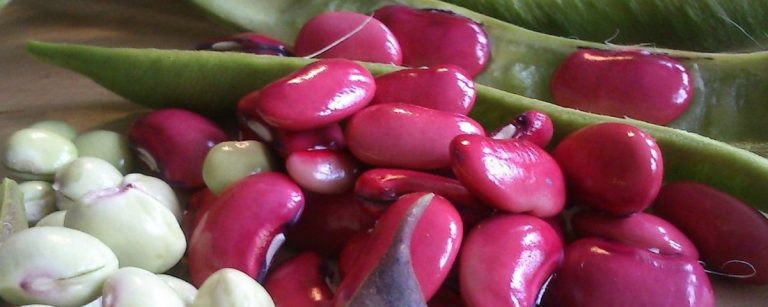 Gesunde rote und grüne Bohnen, reich an Proteinen und Ballaststoffen, ideal für Fitness-Mahlzeiten.