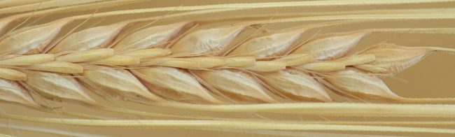 Gerstenähre: Natürliche Energie für Fitness und Ernährung.