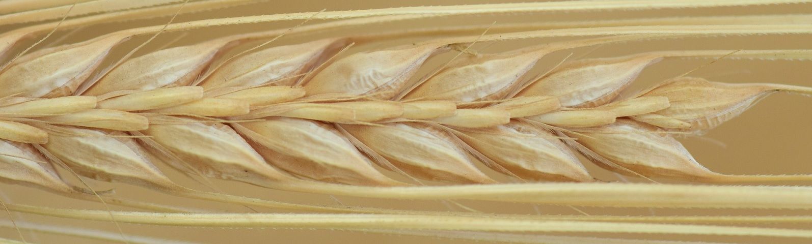 1709-Glutenvrije-producten-niet-altijd-beter-1600×480 Gerstenähre: Natürliche Energie für Fitness und Ernährung.