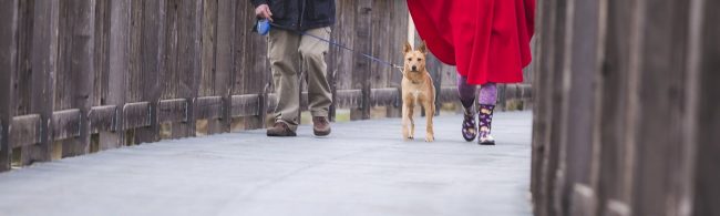 Zwei Personen und Hund auf einem Holzsteg, gesundes Leben