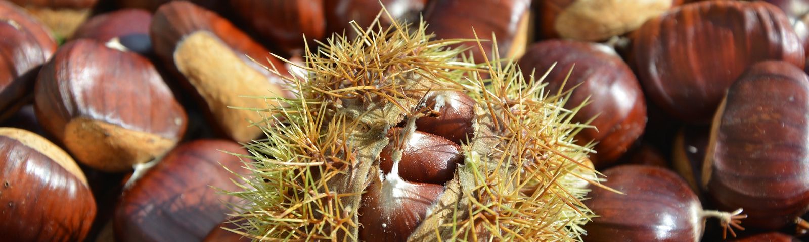 1710-kastanjerisotto-1600×480 Gesunde Kastanienfrüchte, ideal für Fitness-Ernährung und Snacks.