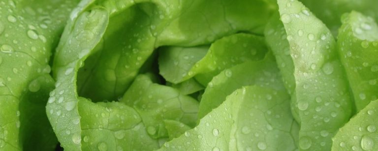 Gesunde, grüne Salatblätter mit Wassertropfen. Perfekt für Fitness-Mahlzeiten.