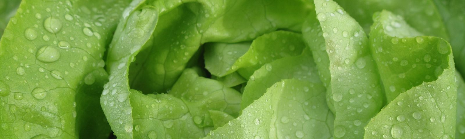 BF-1712-bestrijdingsmiddelen-1600×480 Gesunde, grüne Salatblätter mit Wassertropfen. Perfekt für Fitness-Mahlzeiten.