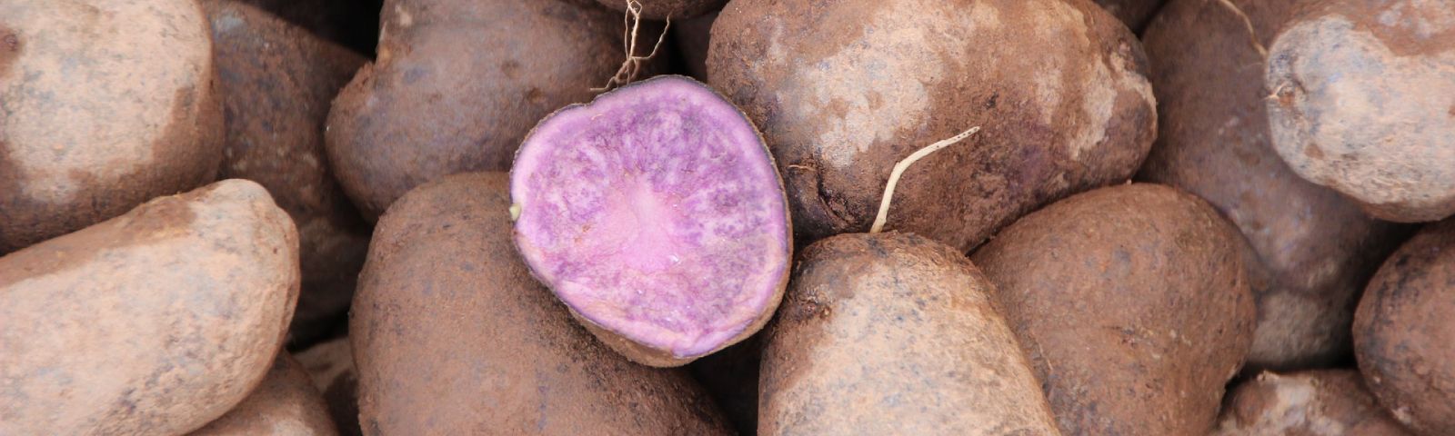 BF-Ube-taart-1600×480 Purple potatoes, packed with antioxidants for your fitness journey.
