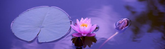 Pinke Seerose und Seerosenblatt im Wasser – Vitalität für Fitness-Ernährung.