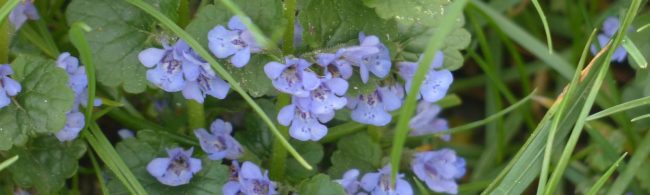 BF-eetbaar-onkruid-1600×480 Blauer Gundermann im Gras – natürlich gut für Ihre Fitnessernährung.