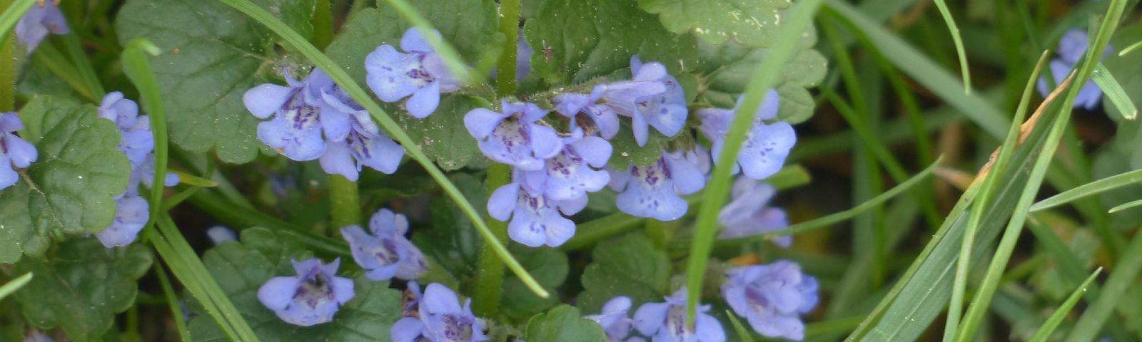 Blauer Gundermann im Gras – natürlich gut für Ihre Fitnessernährung.