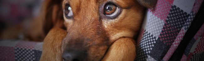 Brauner Hund liegt auf einer karierten Decke.