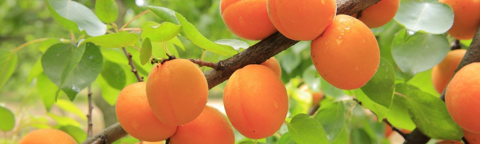 BF-recept-1600×480 Frische, saftige Aprikosen am Baum – perfekt für die gesunde Ernährung und Fitness.
