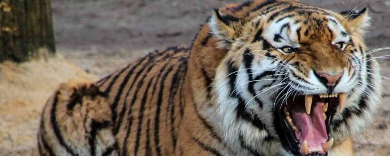 Ein Tiger im Fitnessstudio, bereit für das nächste Workout.