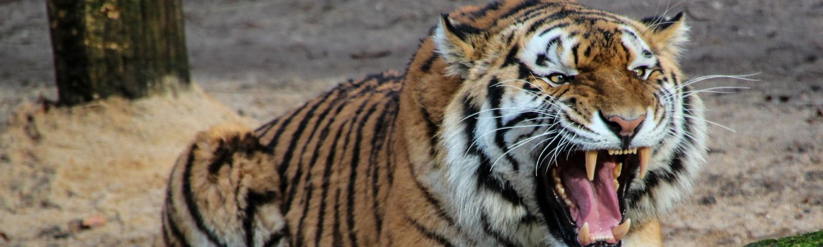 BF-stresscyclus-1600×480 Ein Tiger im Fitnessstudio, bereit für das nächste Workout.