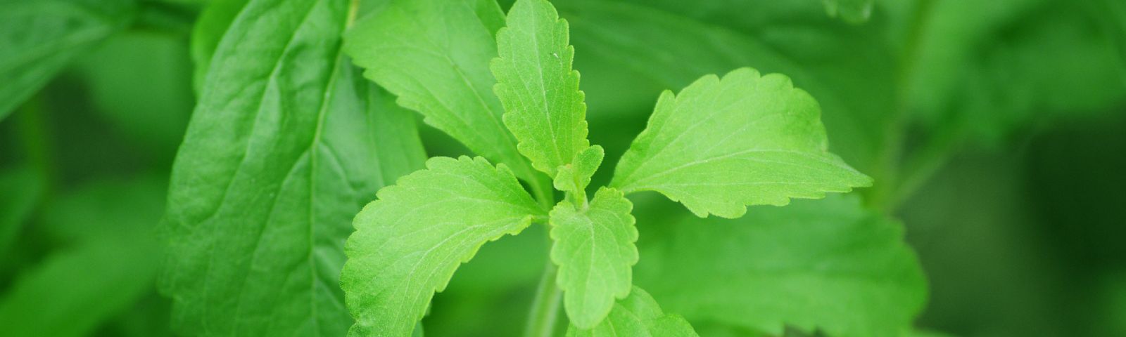 Stevia-Blätter: Natürliche Süße für deine Fitness-Ernährung.