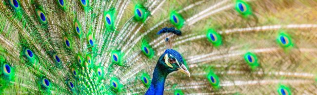 Pfau mit aufgestelltem Rad, inspiriert von gesunder Ernährung für Fitness und Wohlbefinden.