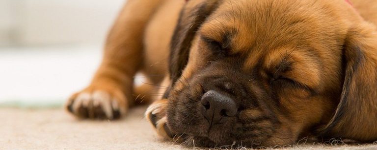 Schlafender Hund, ideal für Erholung nach dem Training. Muskelaufbau mit passender Ernährung.