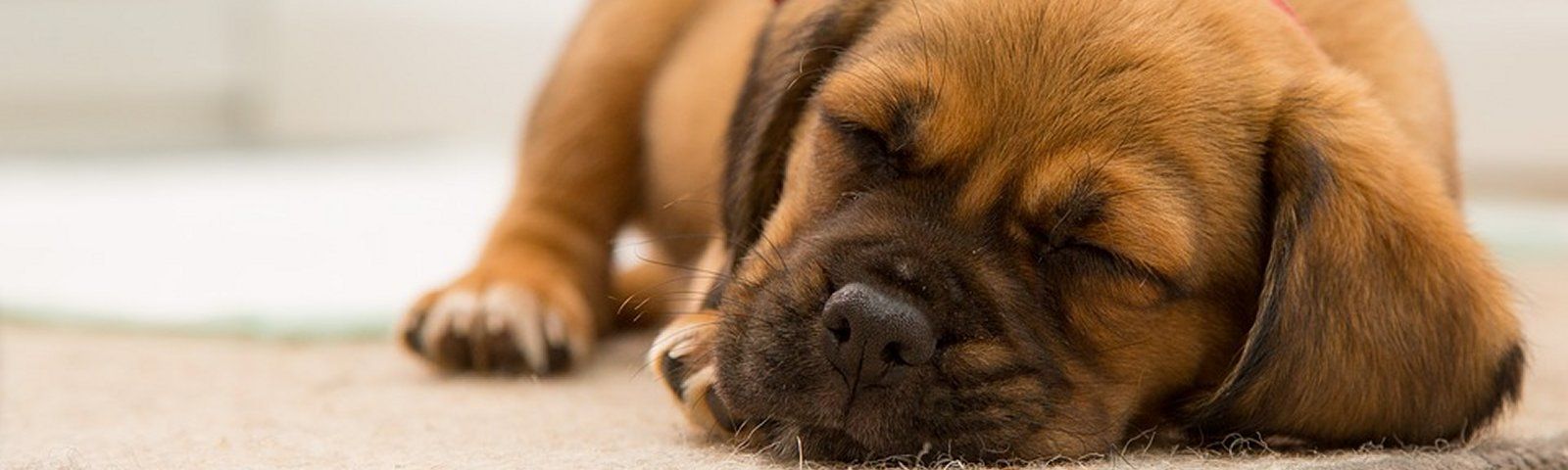 animal-1842195-960-720_1 Schlafender Hund, ideal für Erholung nach dem Training. Muskelaufbau mit passender Ernährung.