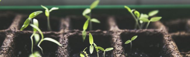 moestuin-1600×480 Gesunde Sprossen, die Wachstum und Vitalität für Fitness-Ernährung symbolisieren.