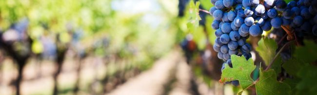 seizoensgroenten-1600×480 Reife dunkle Trauben im Weinberg für gesunde Ernährung und Fitnessgetränke.