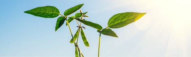 Grüne Pflanze im Sonnenlicht - gesunde Ernährung für Fitness.