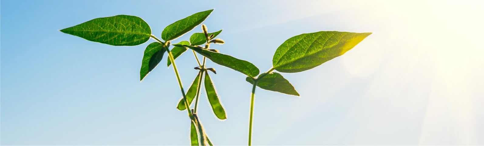 soja-2 Grüne Pflanze im Sonnenlicht - gesunde Ernährung für Fitness.