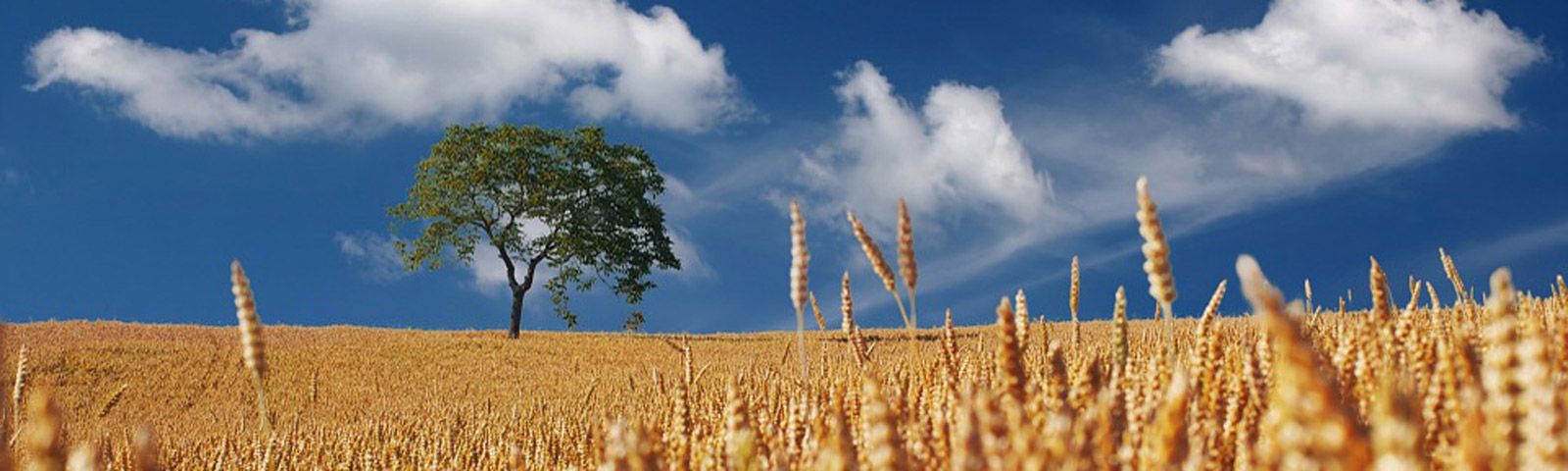 spelt-g_1 Golden wheat field with a lone tree under a blue sky, symbolizing healthy growth and natural ingredients for fitness nutrition.