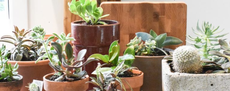 Verschiedene Sukkulenten und Kakteen in Töpfen, ideal für die Gesundheit und Ernährung.