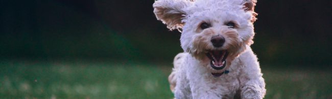 Fröhlicher Hund im Freien, perfekt für Fitness und gesunde Ernährung.