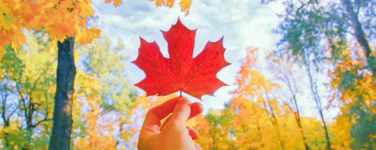 Autumn forest trail in the Netherlands with golden beech leaves covering the path and soft sunlight filtering through the trees.
